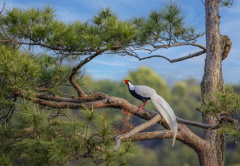 8、《悠悠鸟于林》黄天铸摄影.jpg 8、《悠悠鸟于林》黄天铸摄影.jpg