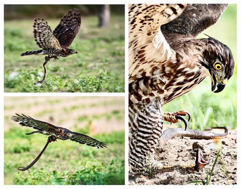 3、最佳作品:李东风【鹰蛇之战】.jpg 3、最佳作品:李东风【鹰蛇之战】.jpg