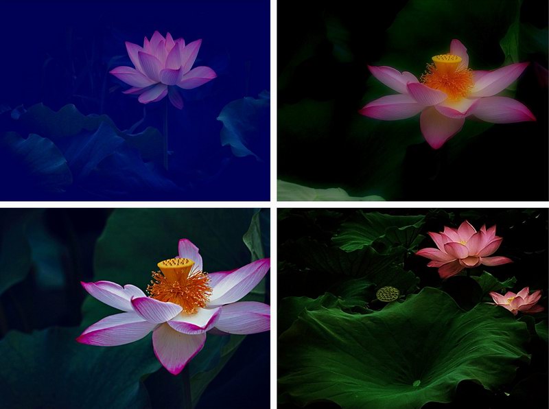 《荷姿》摄影达式玉.jpg 《荷姿》摄影达式玉.jpg