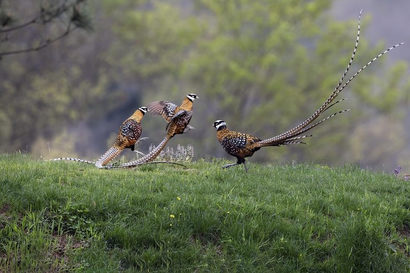 《白冠长尾雉》摄影咸智强.jpg 《白冠长尾雉》摄影咸智强.jpg